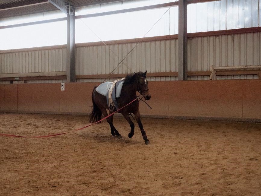intro b dressage test with diagrams pdf